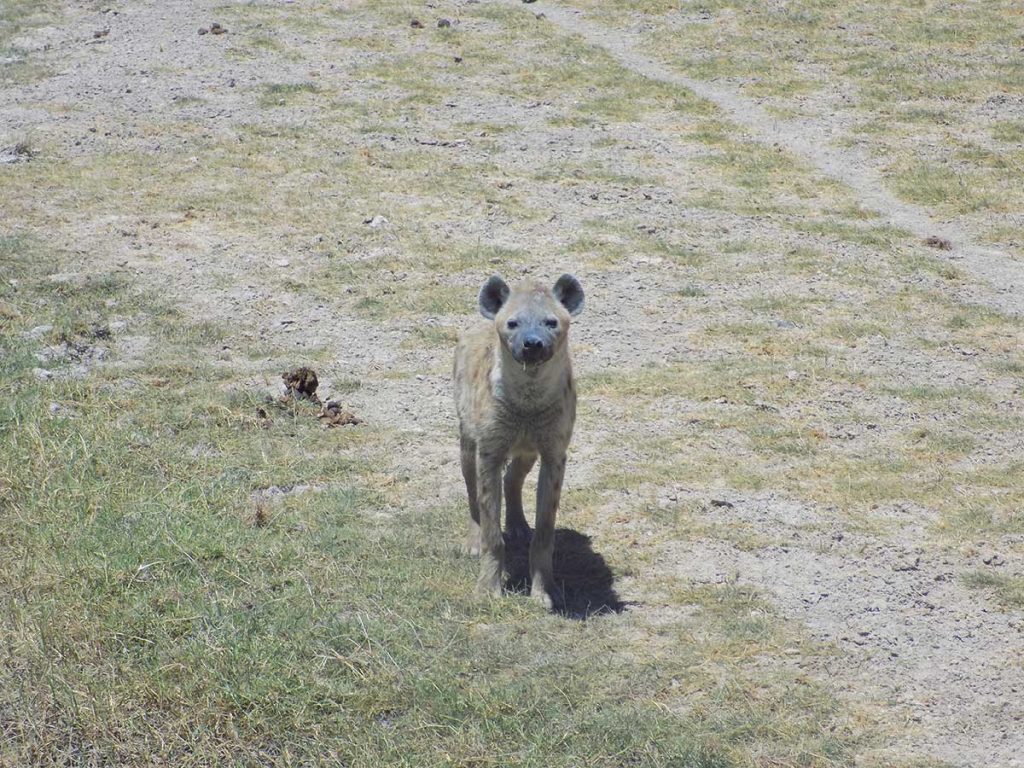 Afrika, Keňa - Amboseli park - hyena