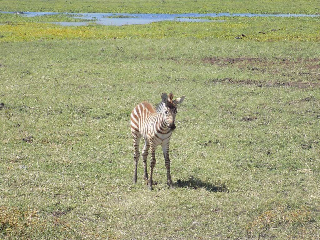 Afrika, Keňa - Amboseli park - malá zebrička