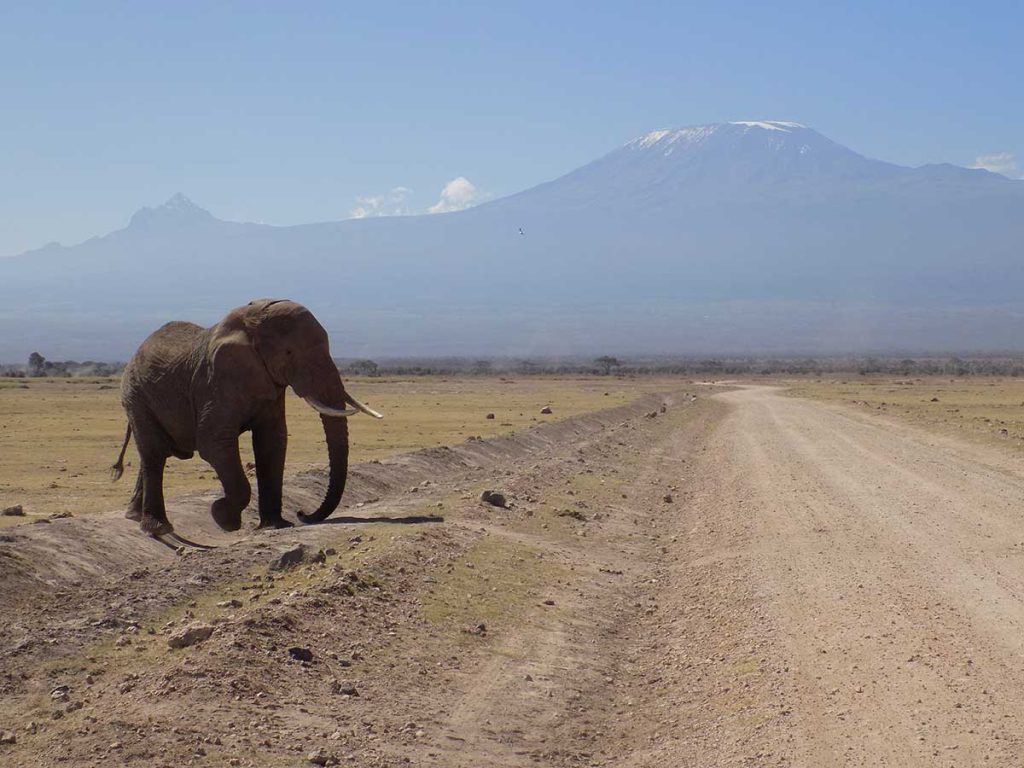 Afrika, Keňa - Amboseli park - slon a v pozadí Kilimandžáro