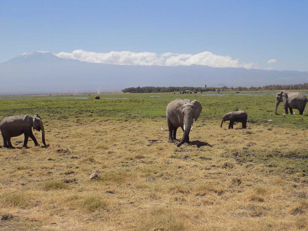 Afrika, Keňa - Amboseli park - sloníky