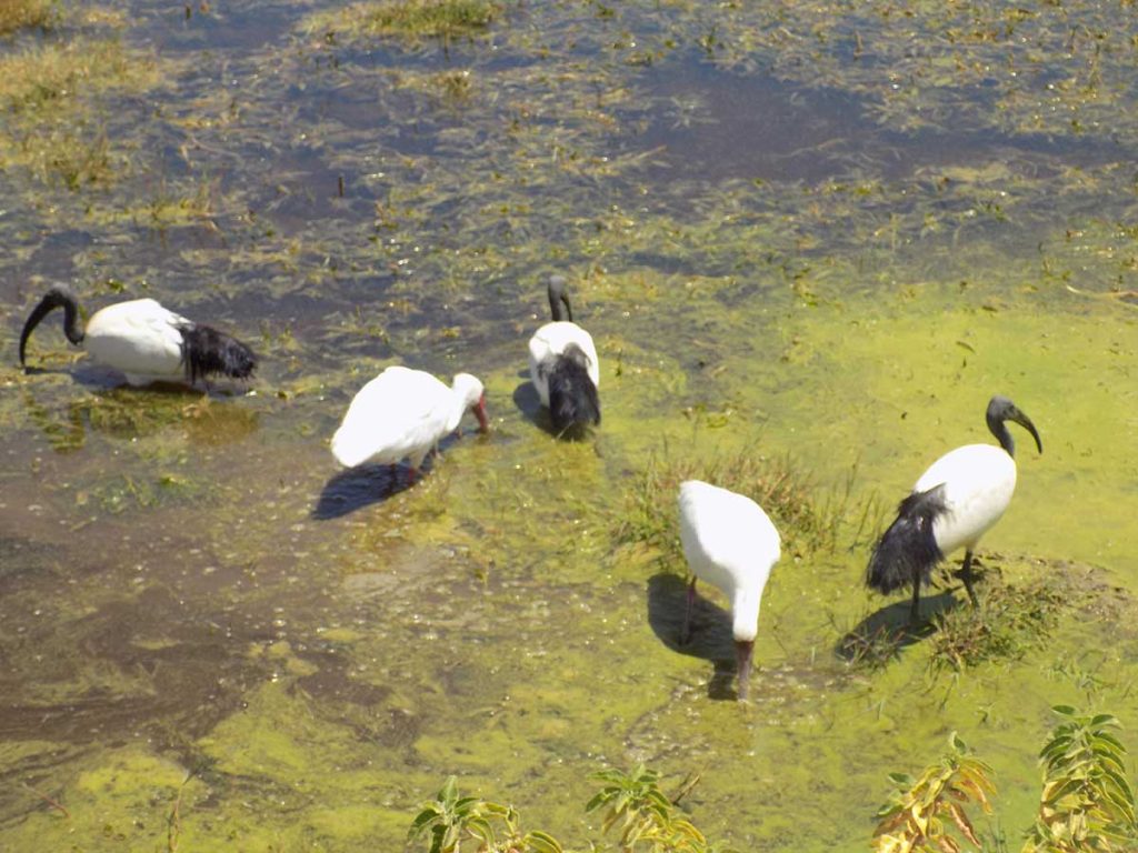 Afrika, Keňa - Amboseli park - vtáctvo