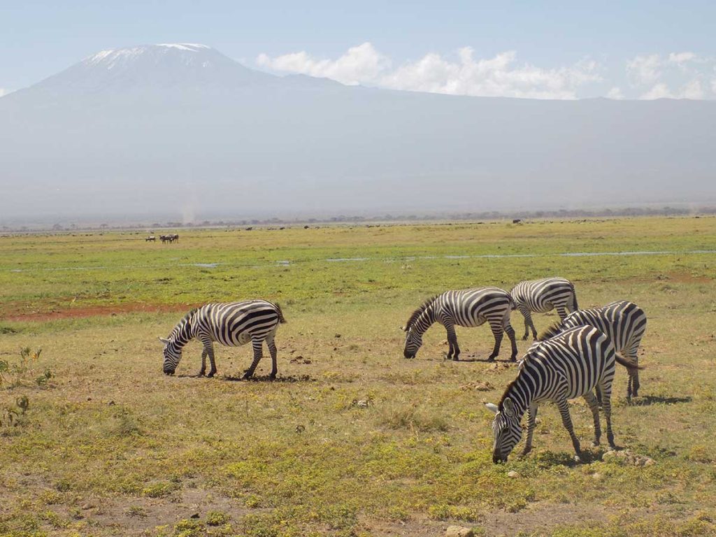 Afrika, Keňa - Amboseli park - zebry