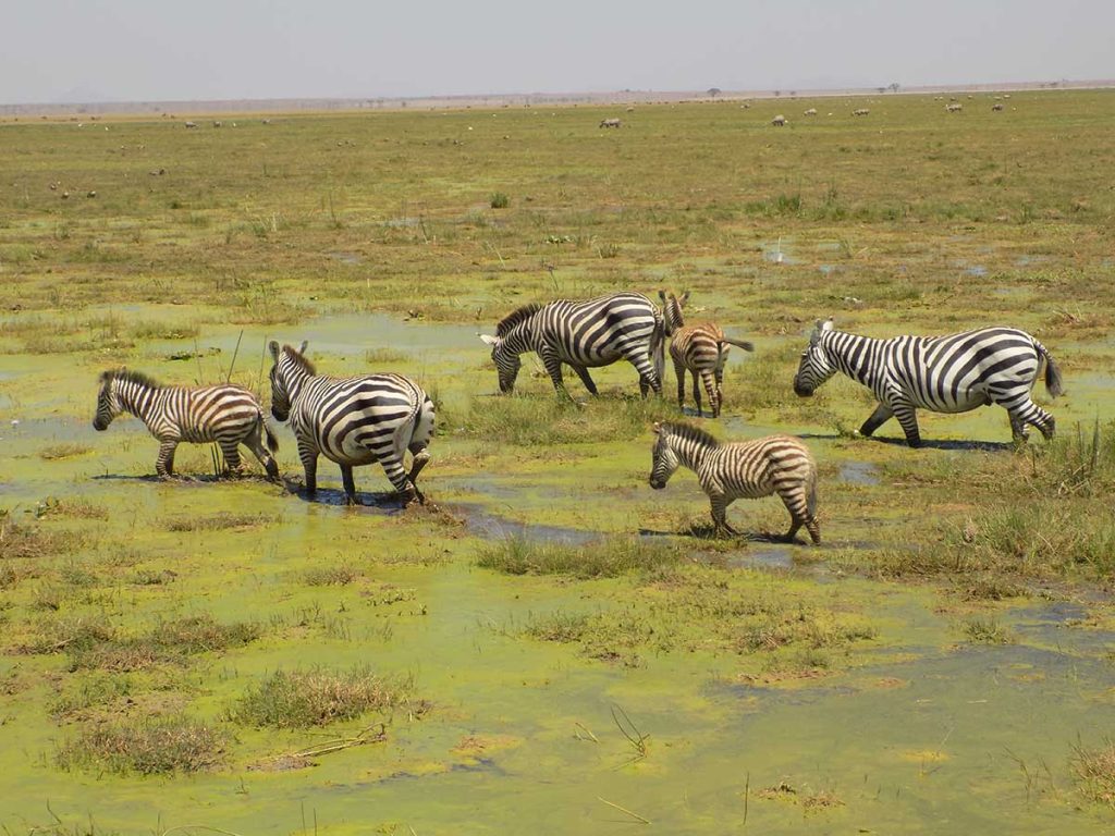 Afrika, Keňa - Amboseli park - zebry