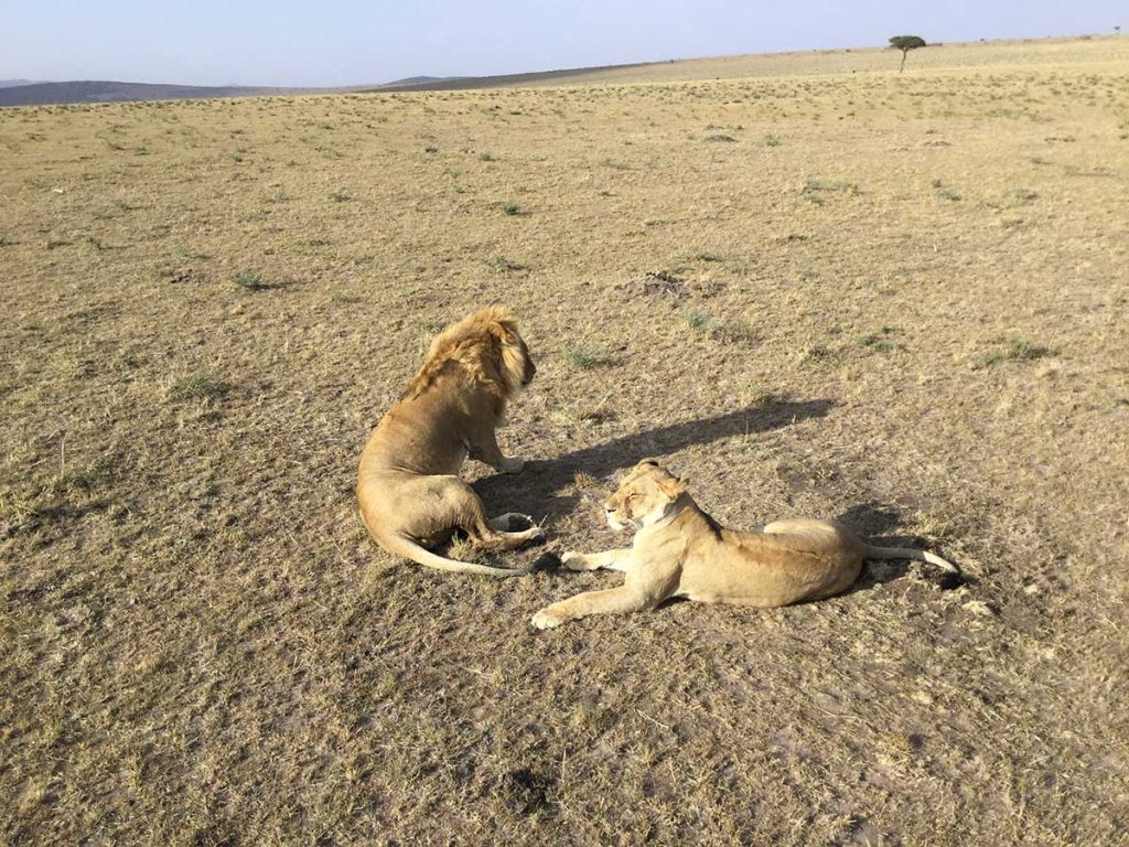 Afrika, Keňa, Maasai Mara - párik levov