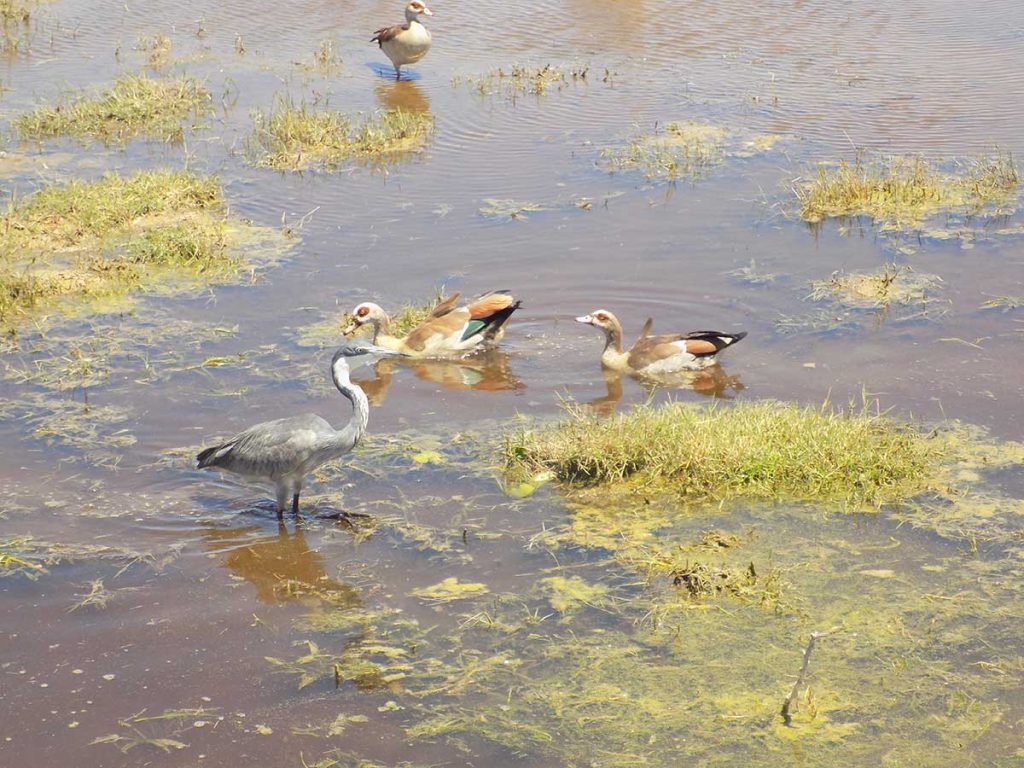 Afrika, Keňa - kačky a iné vtáčstvo