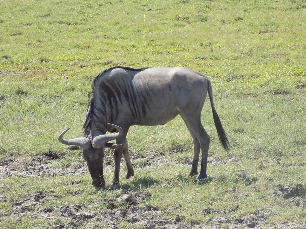 Afrika, Keňa - pakôň