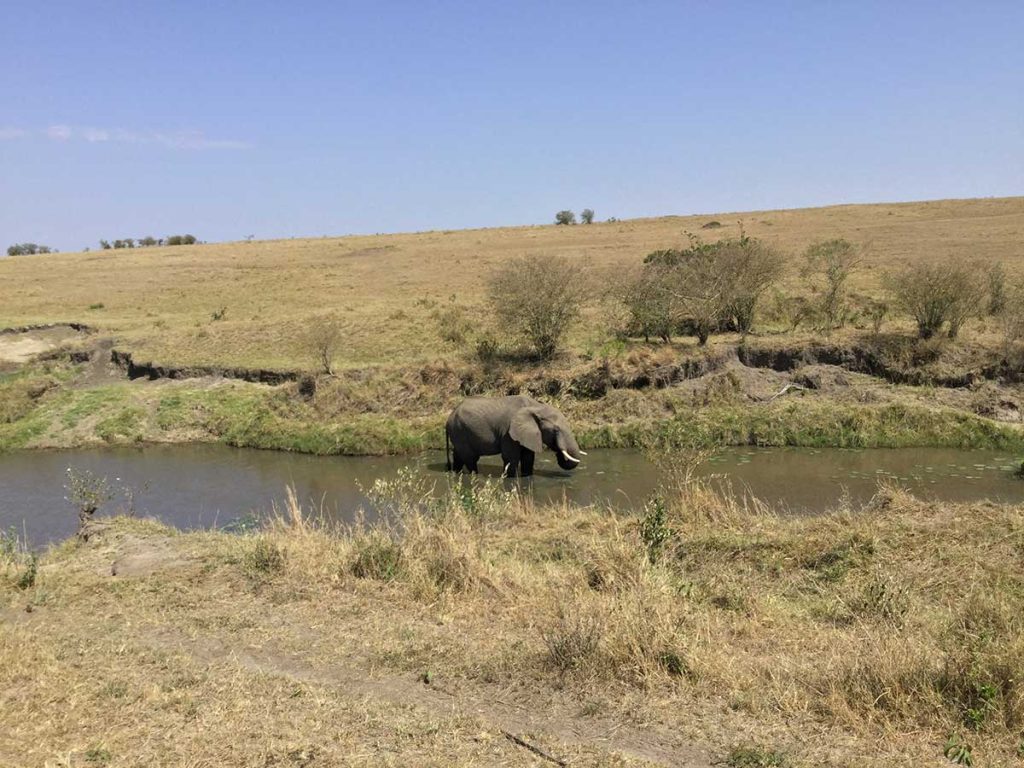 Afrika, Keňa - par Maasai Mara - Slon
