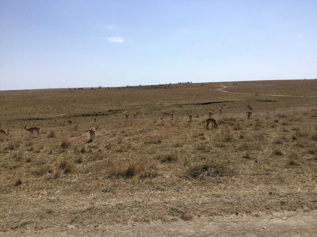 Afrika, Keňa - park Maasai Mara, antilopy