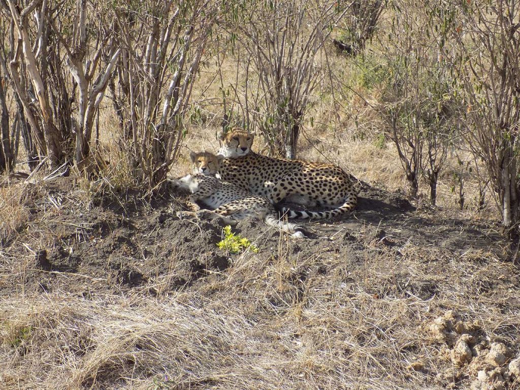 Afrika, Keňa - park Maasai Mara - gepard
