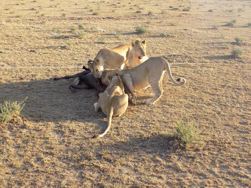 Afrika, Keňa - park Maasai Mara, kŕmiace sa levice