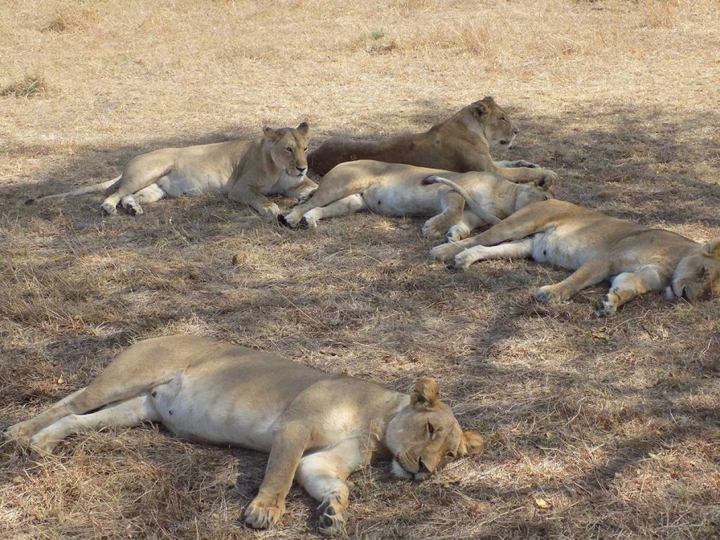Afrika, Keňa - park Maasai Mara, skupinka levíc