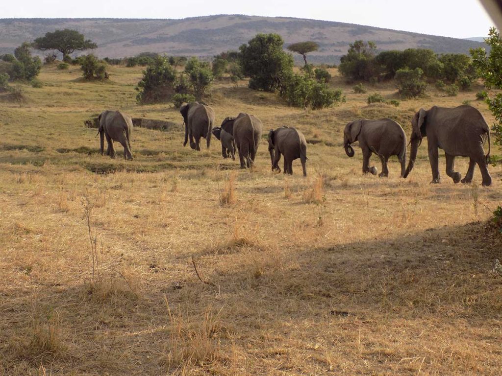 Afrika, Keňa - park Maasai Mara, slonia rodinka
