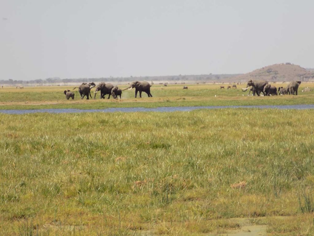 Afrika, Keňa - sloníky