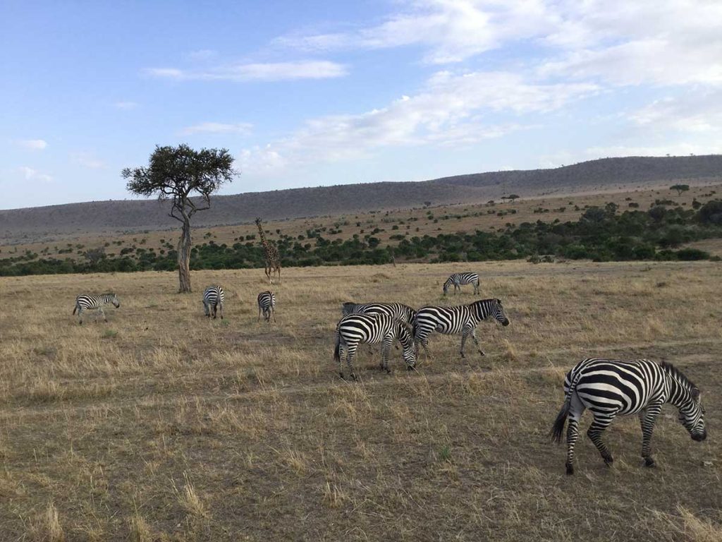 Afrika - Keňa - zebričky