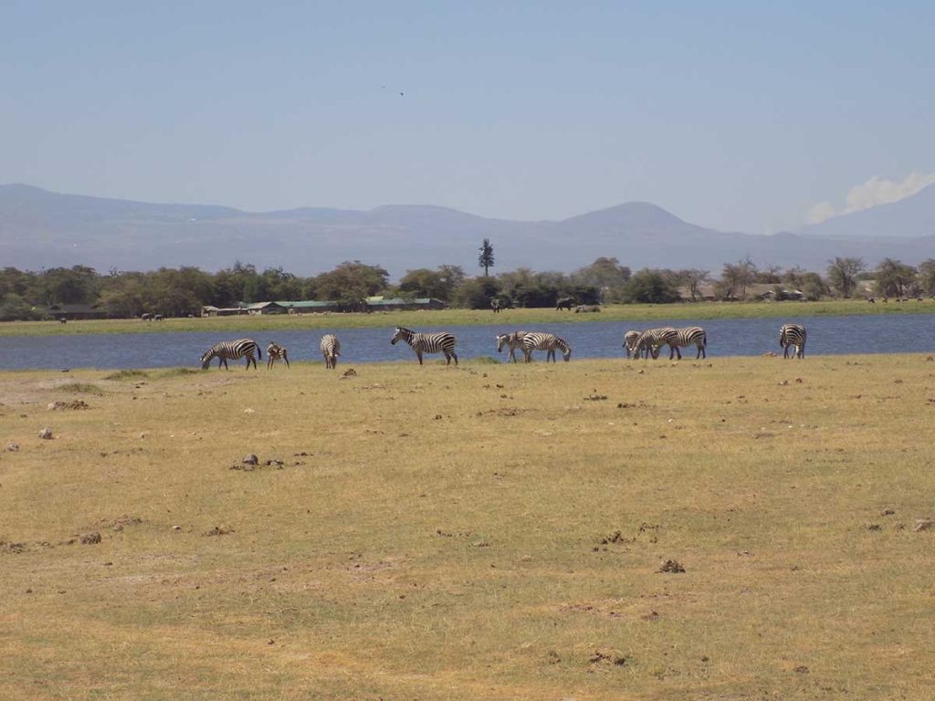 Afrika, Keňa - zebry