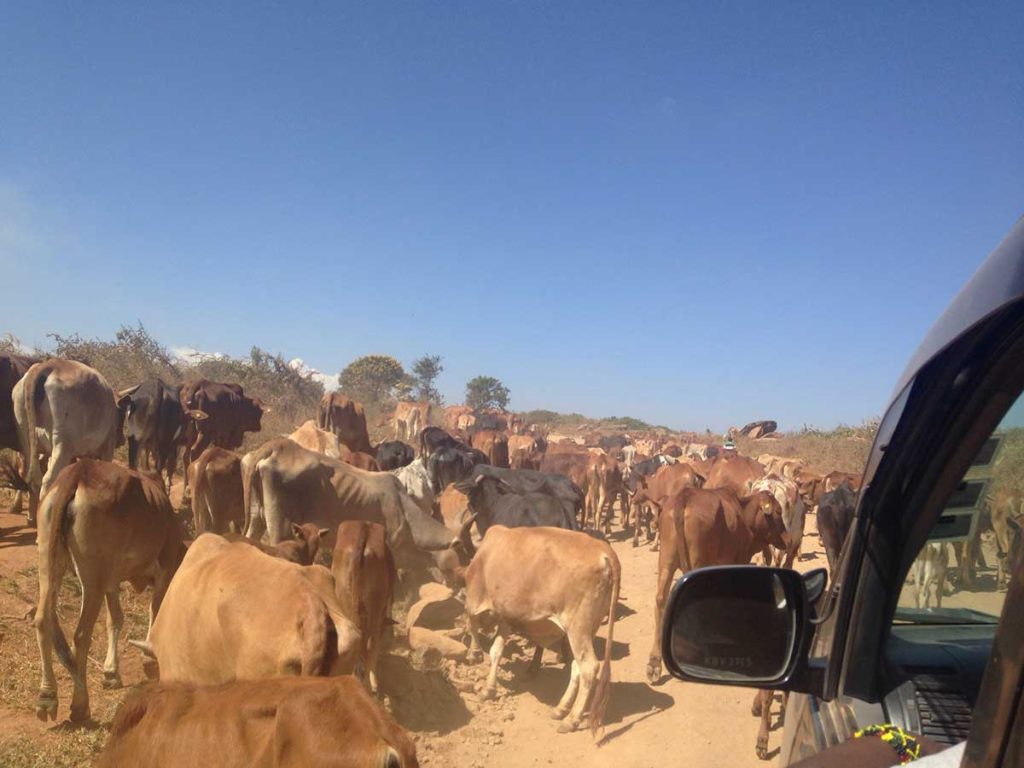 Afrika, Keňa - zvieracia zápcha