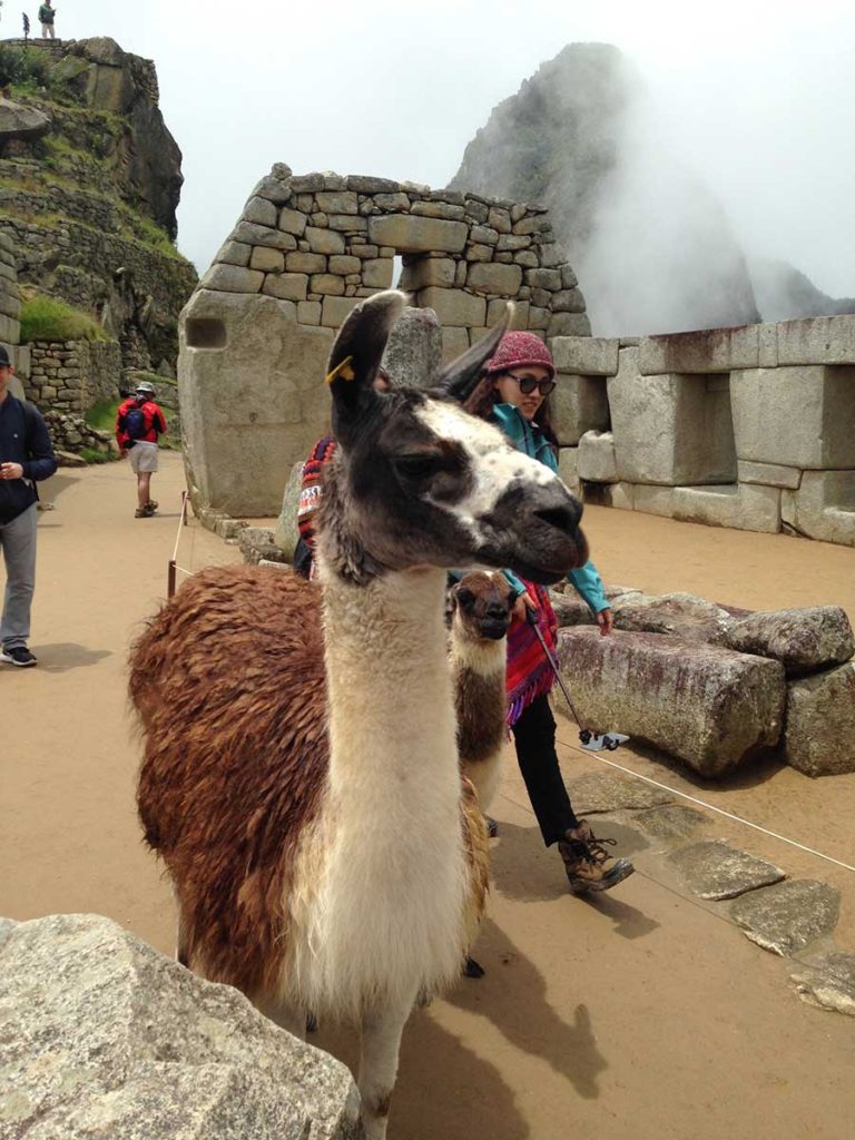 Peru - pevnosť Machu Picchu Alpaka