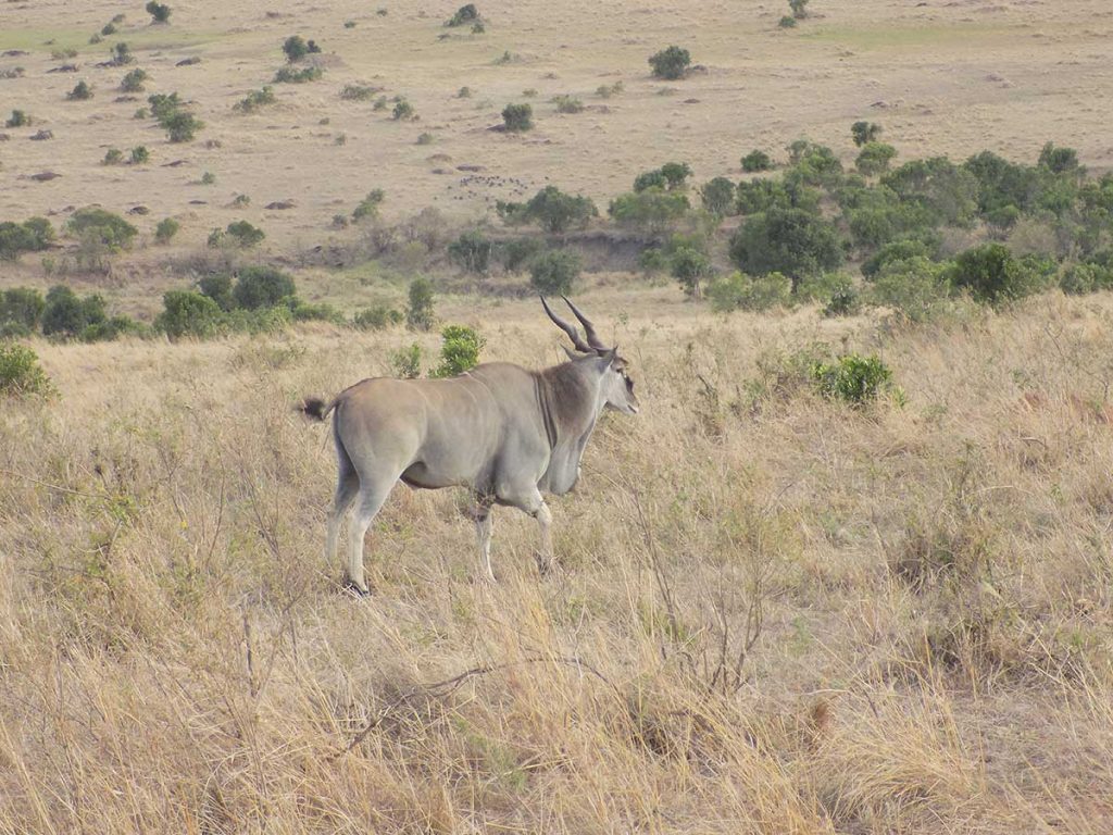 Keňa - Antilopa