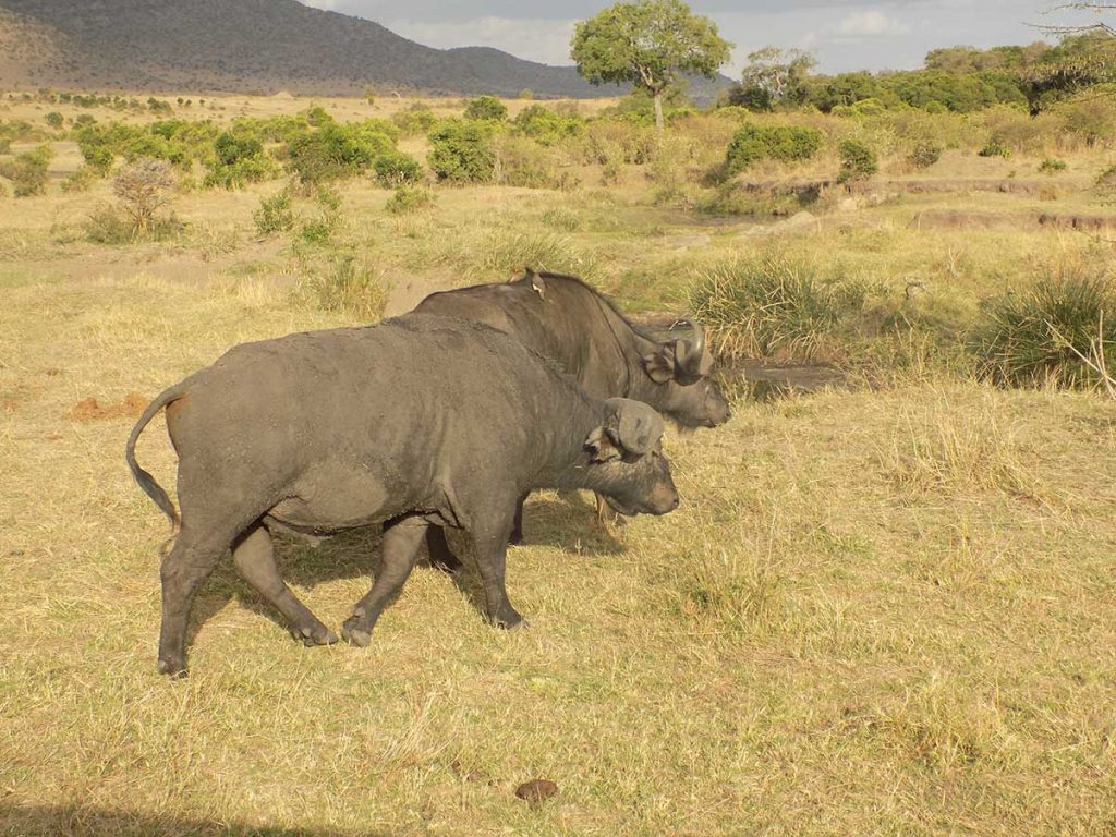 Keňa - Buffalo, Bizón