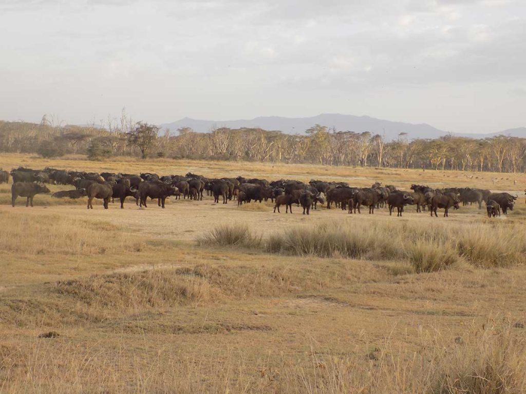 Keňa - stádo Bizónov