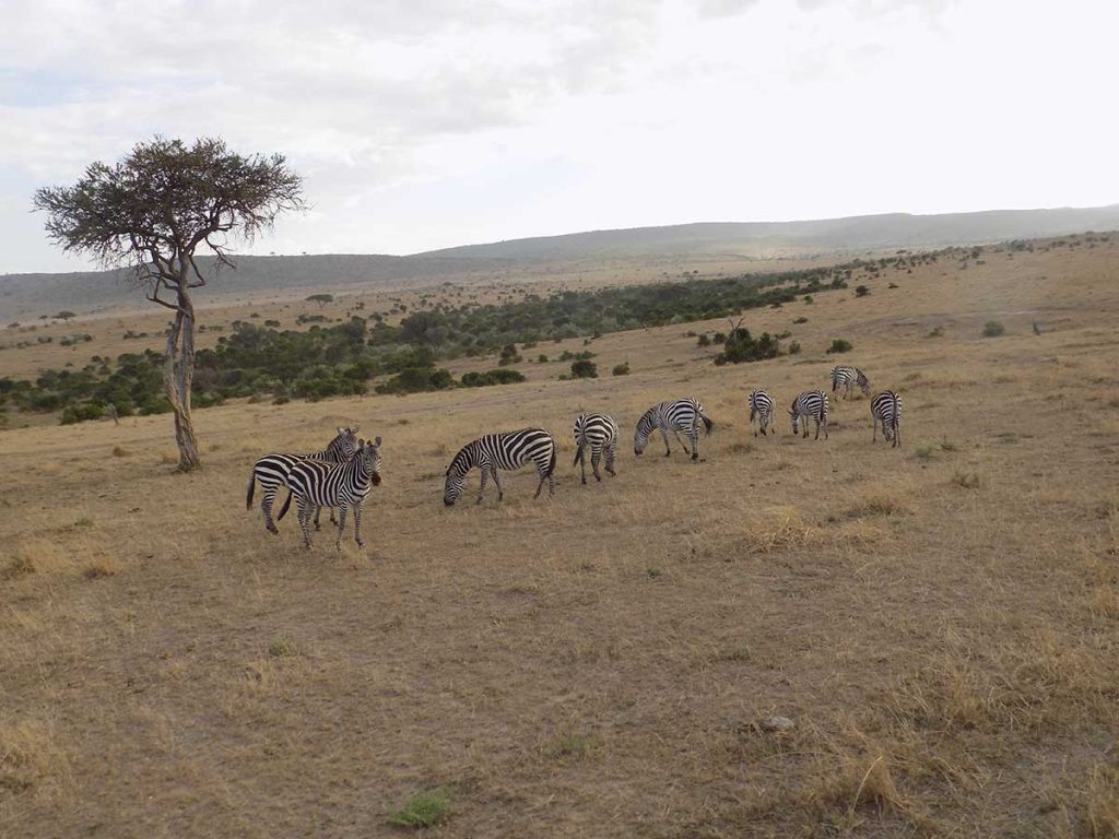Keňa - stádo zebier