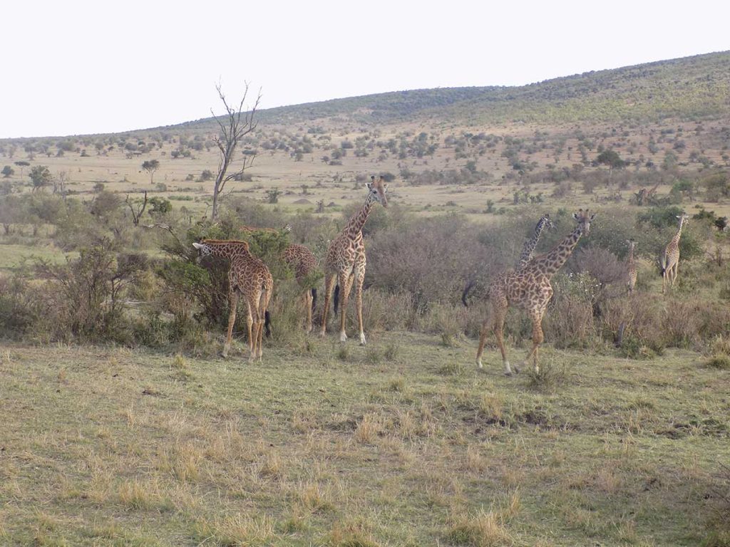 Keňa - stádo žiráf