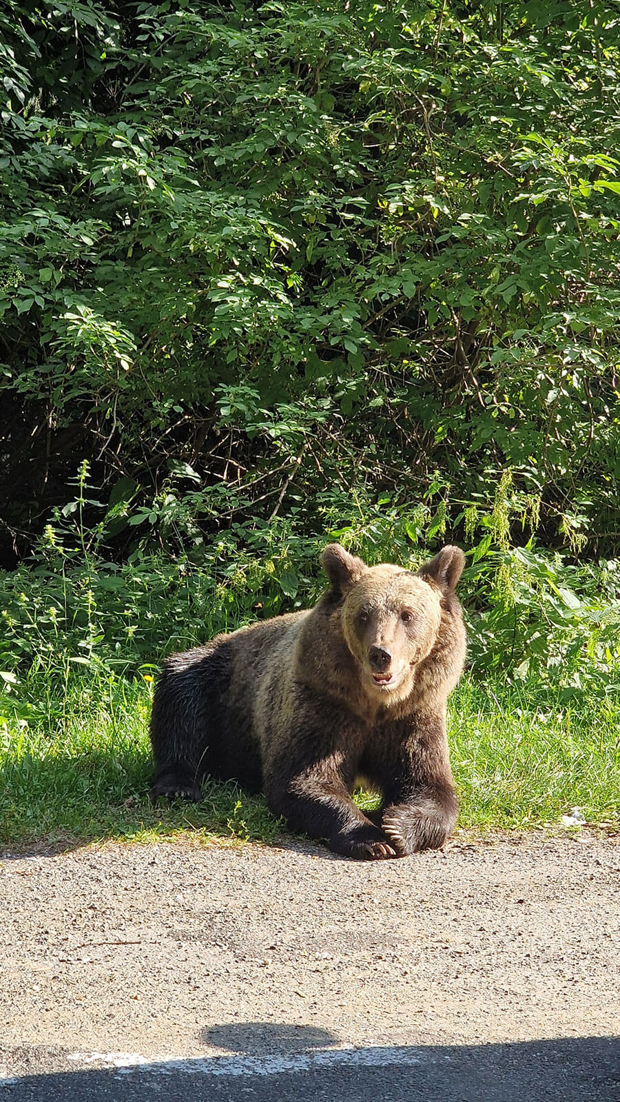 Rumunsko, Transfăgărășan