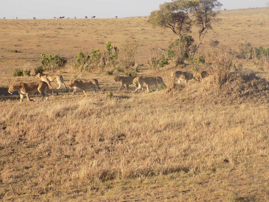 Keňa - Amboseli national park #7