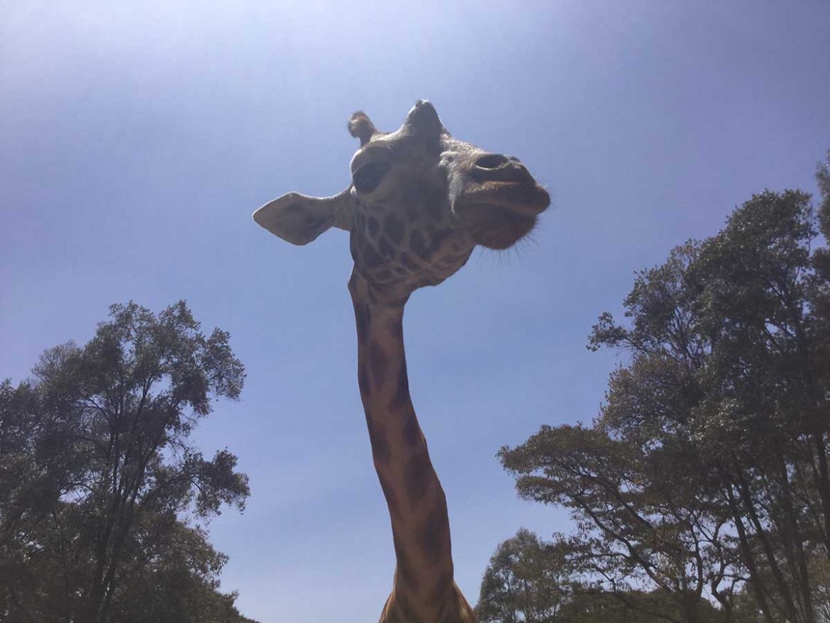 Keňa - Nairobi, Girrafe centre a Bomas of kenya #4