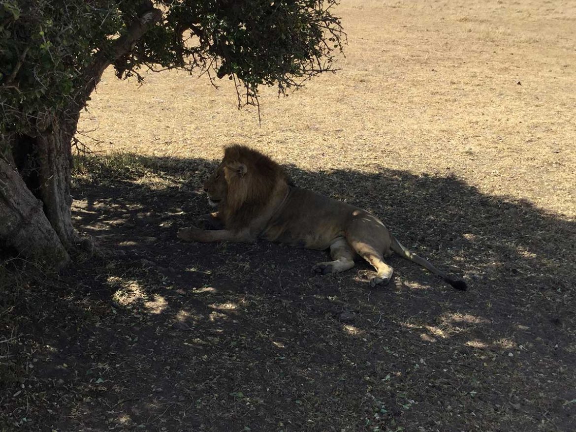 Keňa - Maasai Mara national park #6