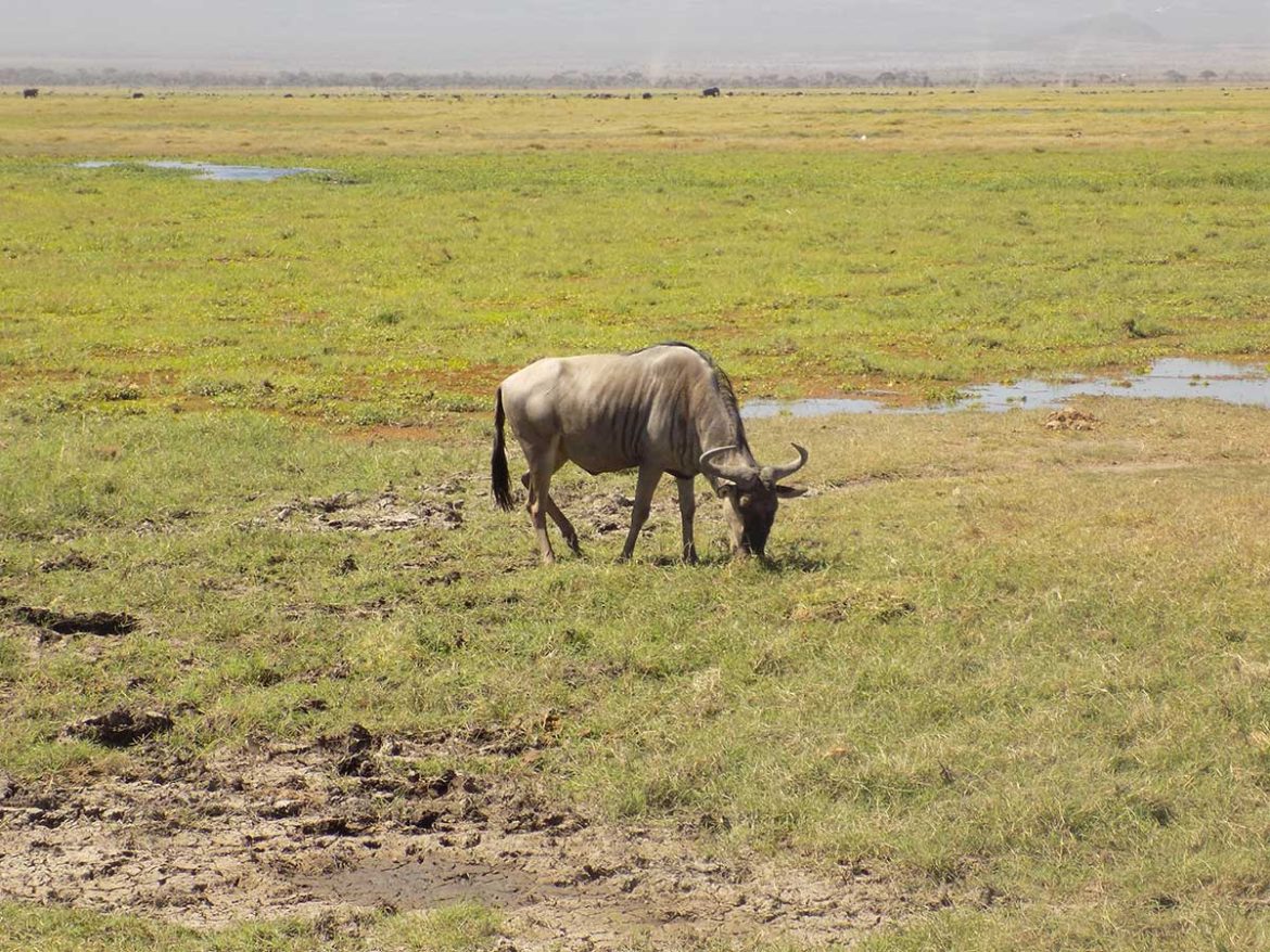 Keňa - relax na pláži a Blue Safari #3